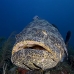 grouper_goliath_gg_jar_v_0303_cub3000.jpg